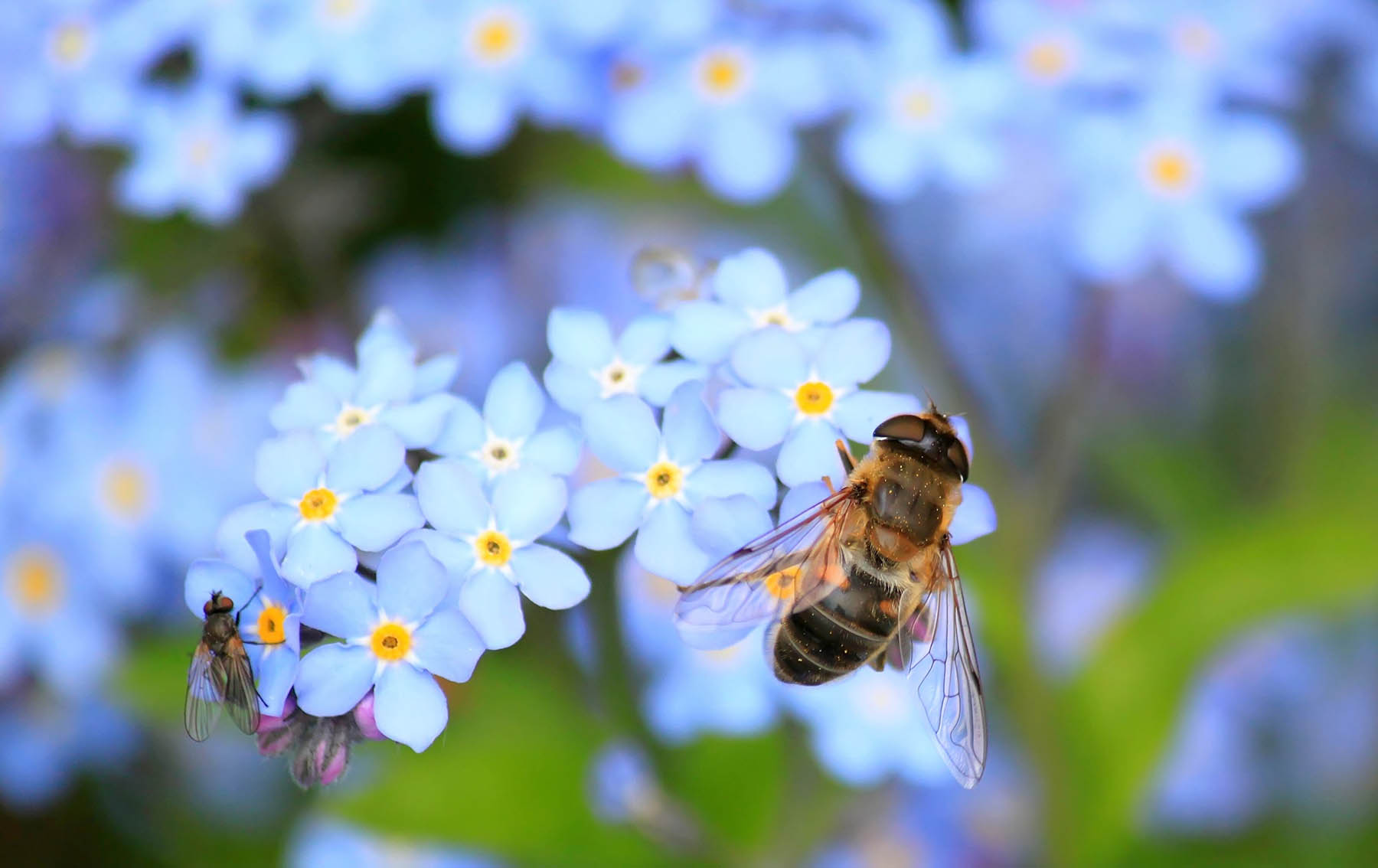 forget me not flowers